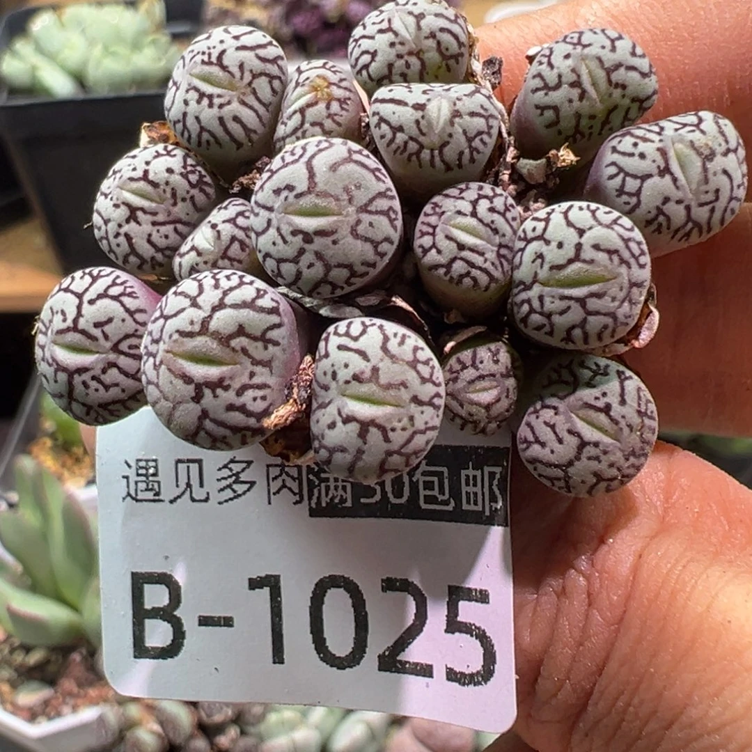 多肉植物1111111111