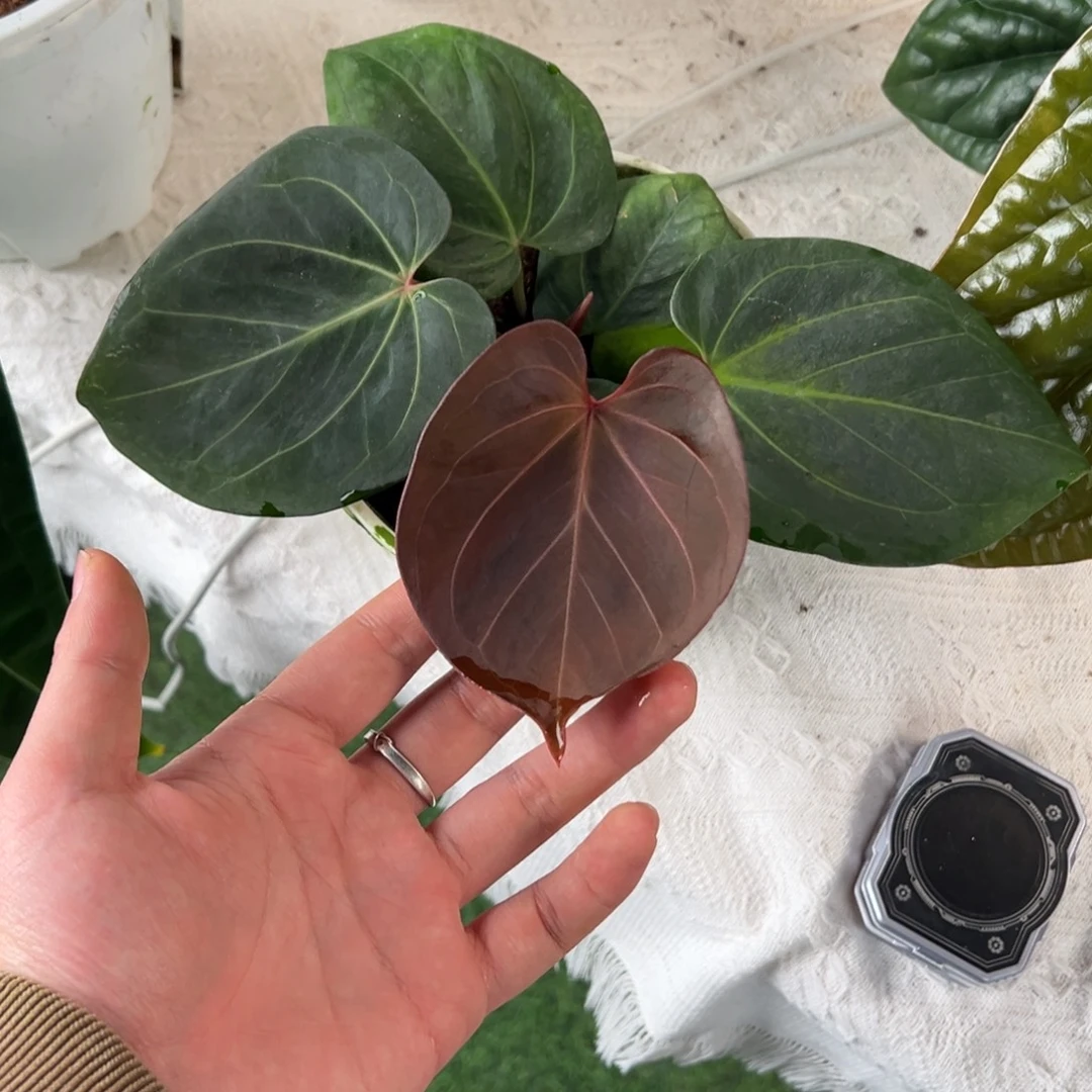 完全开放Kos进口黑桃王牌