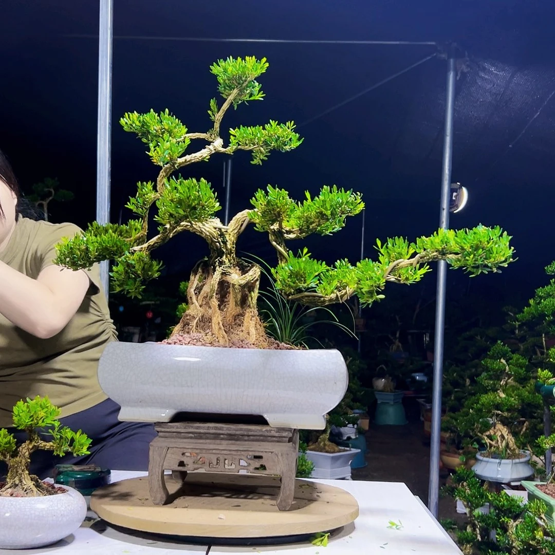 当前无花栽培后可以开花黄杨木
