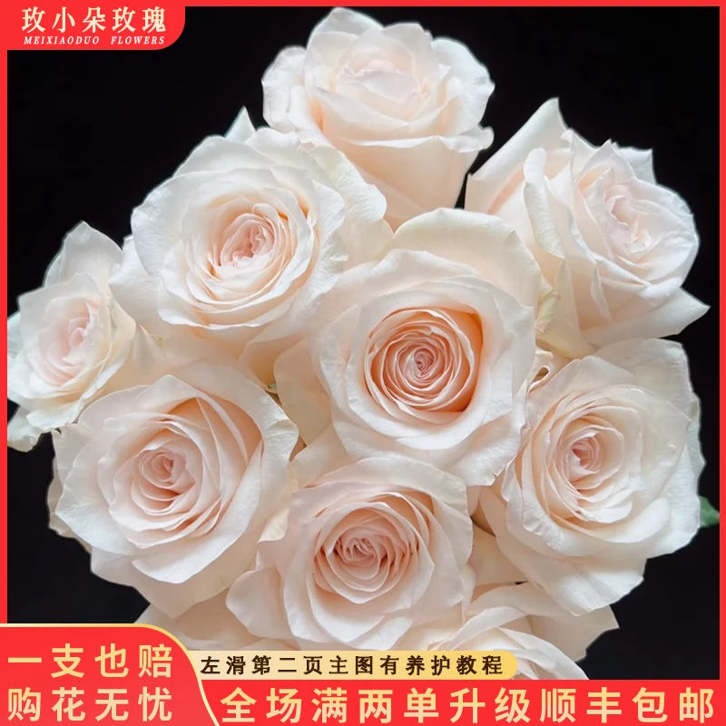 【北方玫小朵玫瑰&双鱼座】花期持久 产地直发 两单顺丰