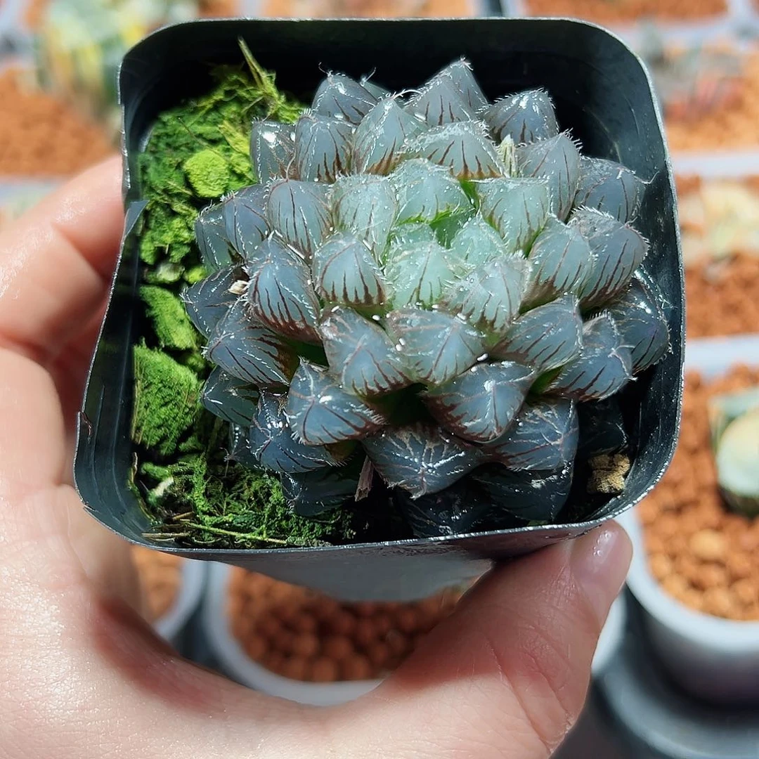 十二卷多肉蓝镜玉露