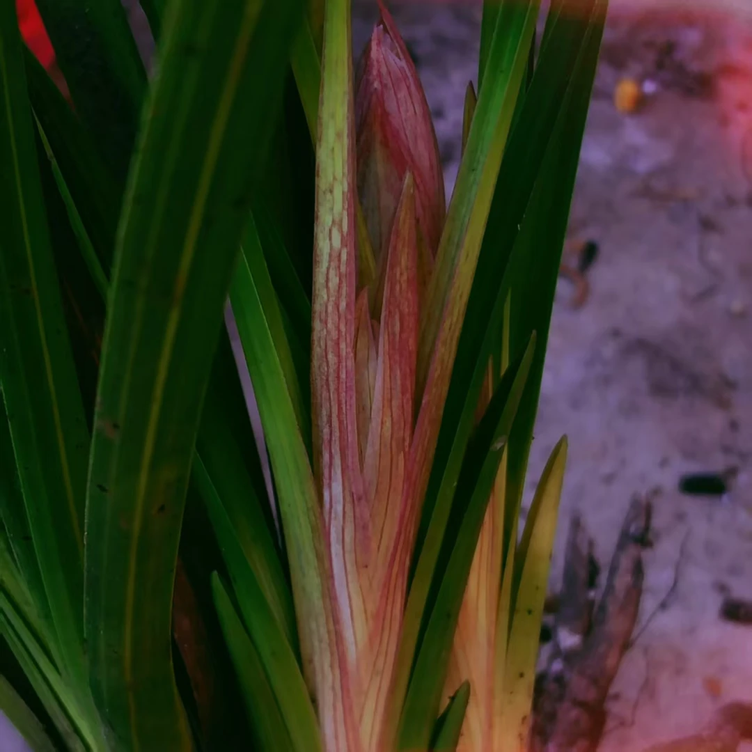 兰花:蕙兰，送春，春兰，春剑…