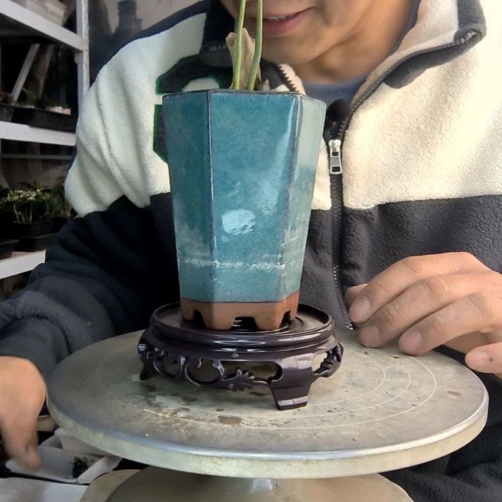 ?****用小盆景小植物一物一拍39