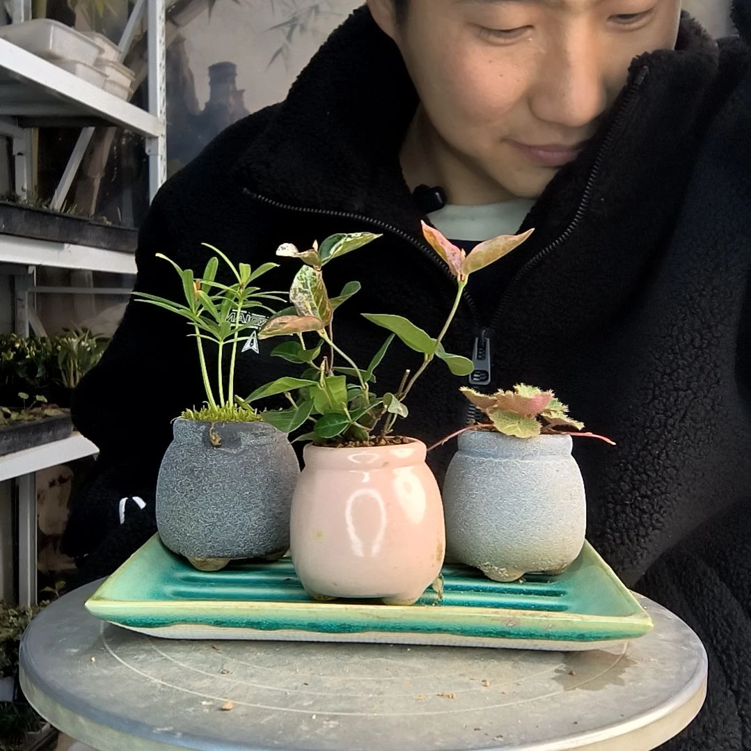 M**丹小盆景小植物一物一拍105