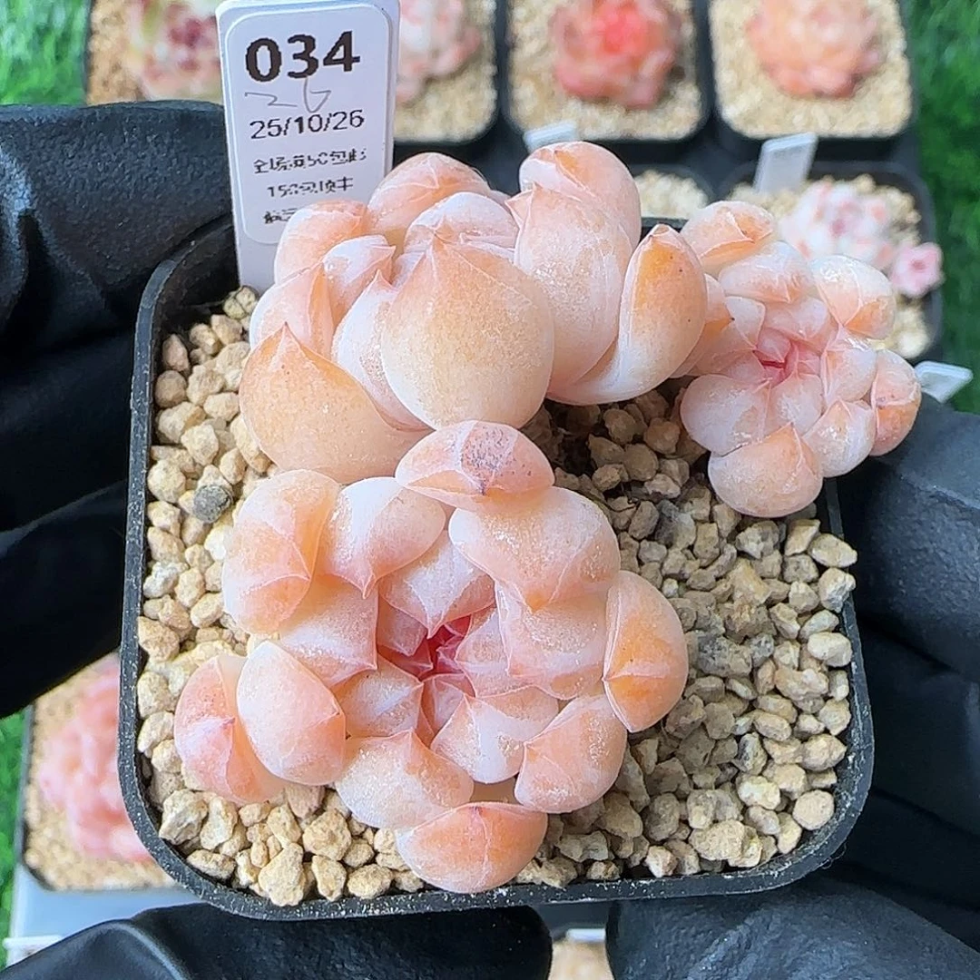 034    糖心  5厘米盆