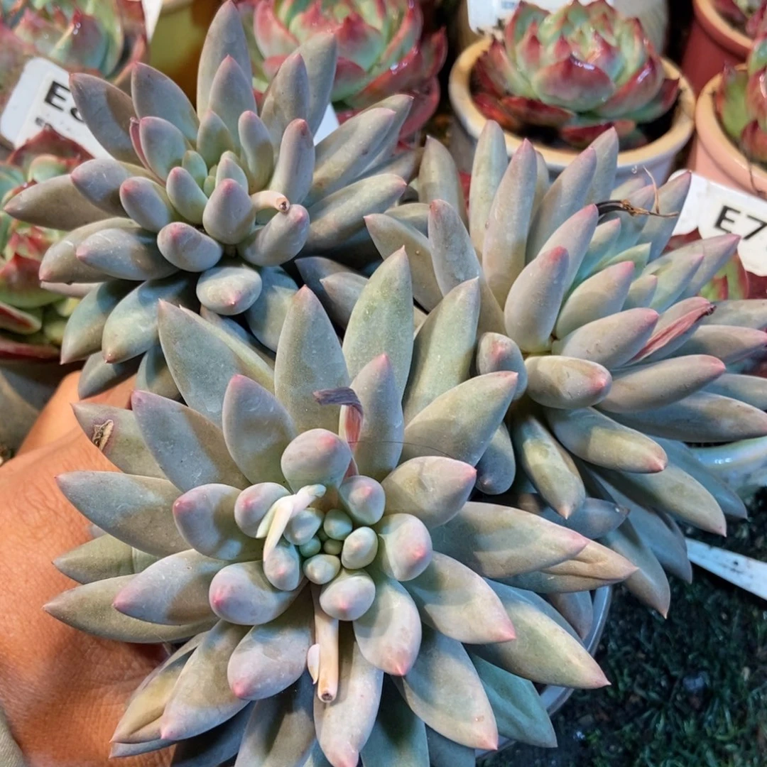 红蜻蜓多肉植物保护