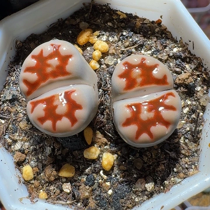 生石花3:：：。    37号