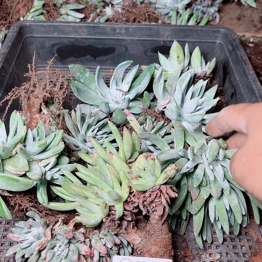 3679筐拍瑕疵不售后