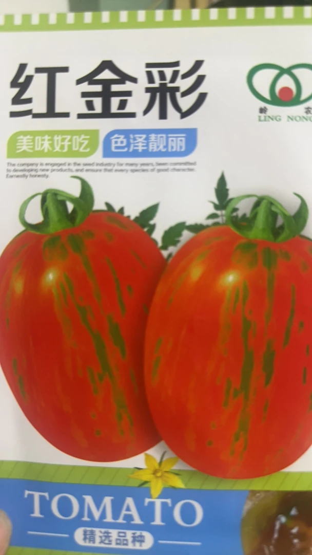 红金彩柿子种子200粒