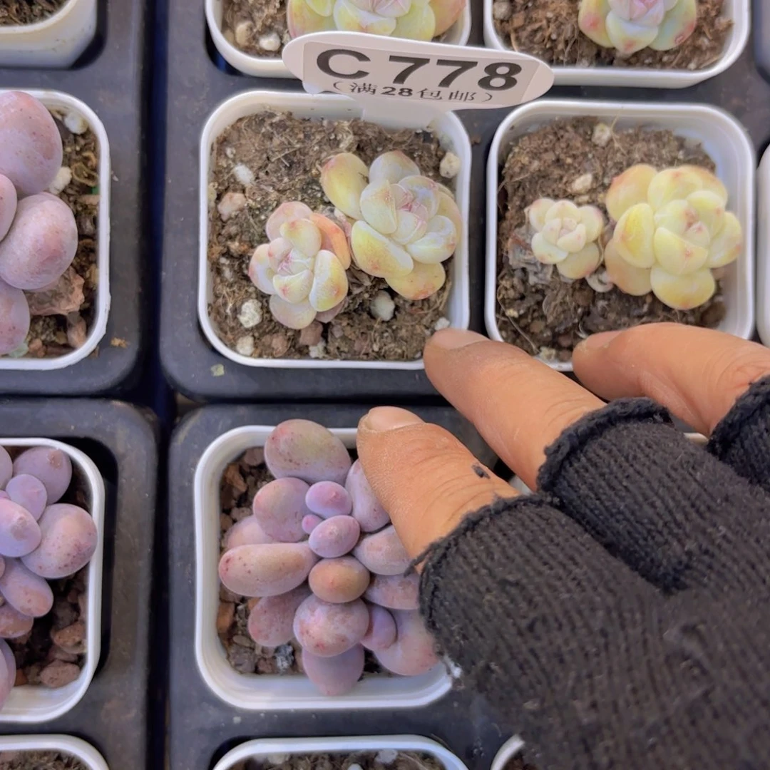 C778紫心冰玉一物语拍