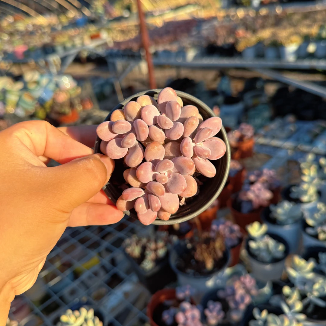 桃蛋整群 9cm 只发新疆