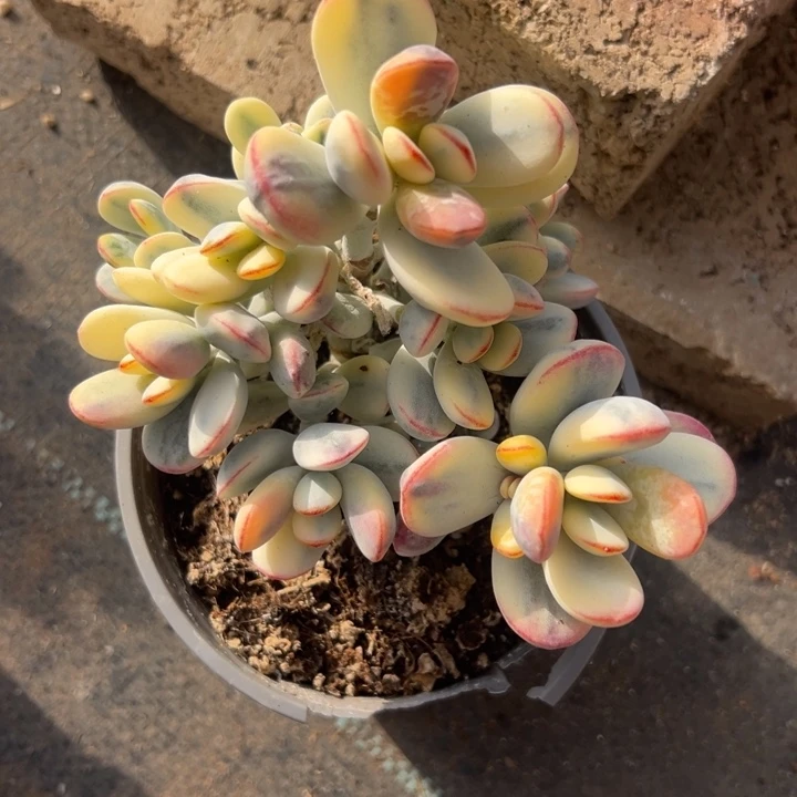 无花朵119号福娘锦无砍