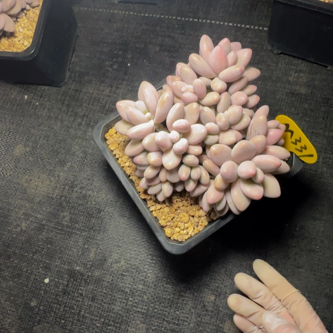 m m m m m m m 331