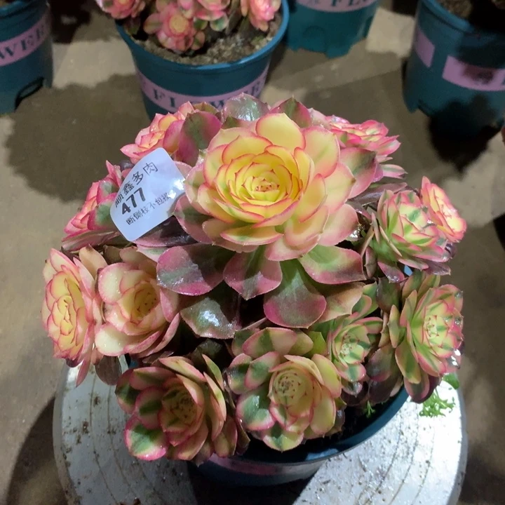 477荔枝多肉植物