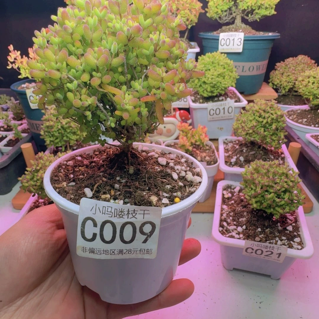 枝干番杏蜜桔糖球009