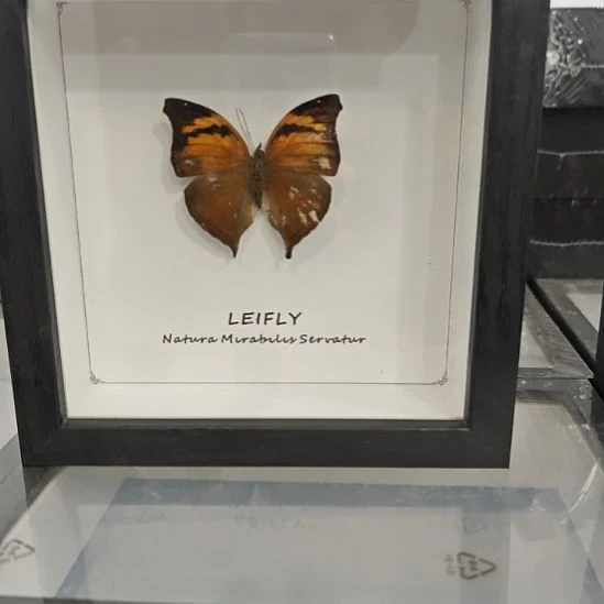 ****汁枯叶蝶方框蝴蝶标本拍
