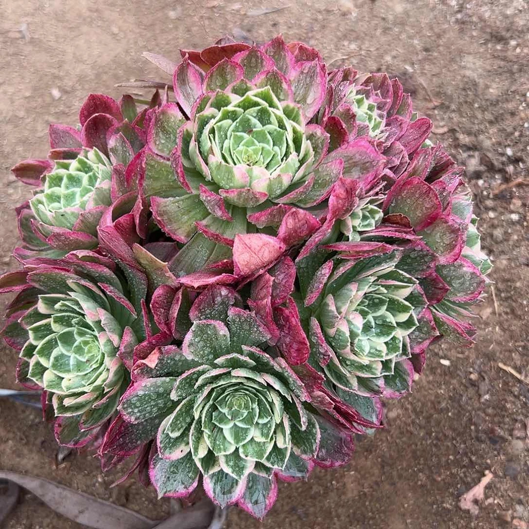 J****e多肉植物多肉植物