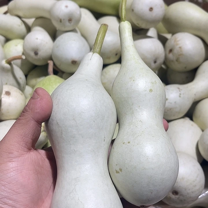 大果紫檀（缅甸花梨）田