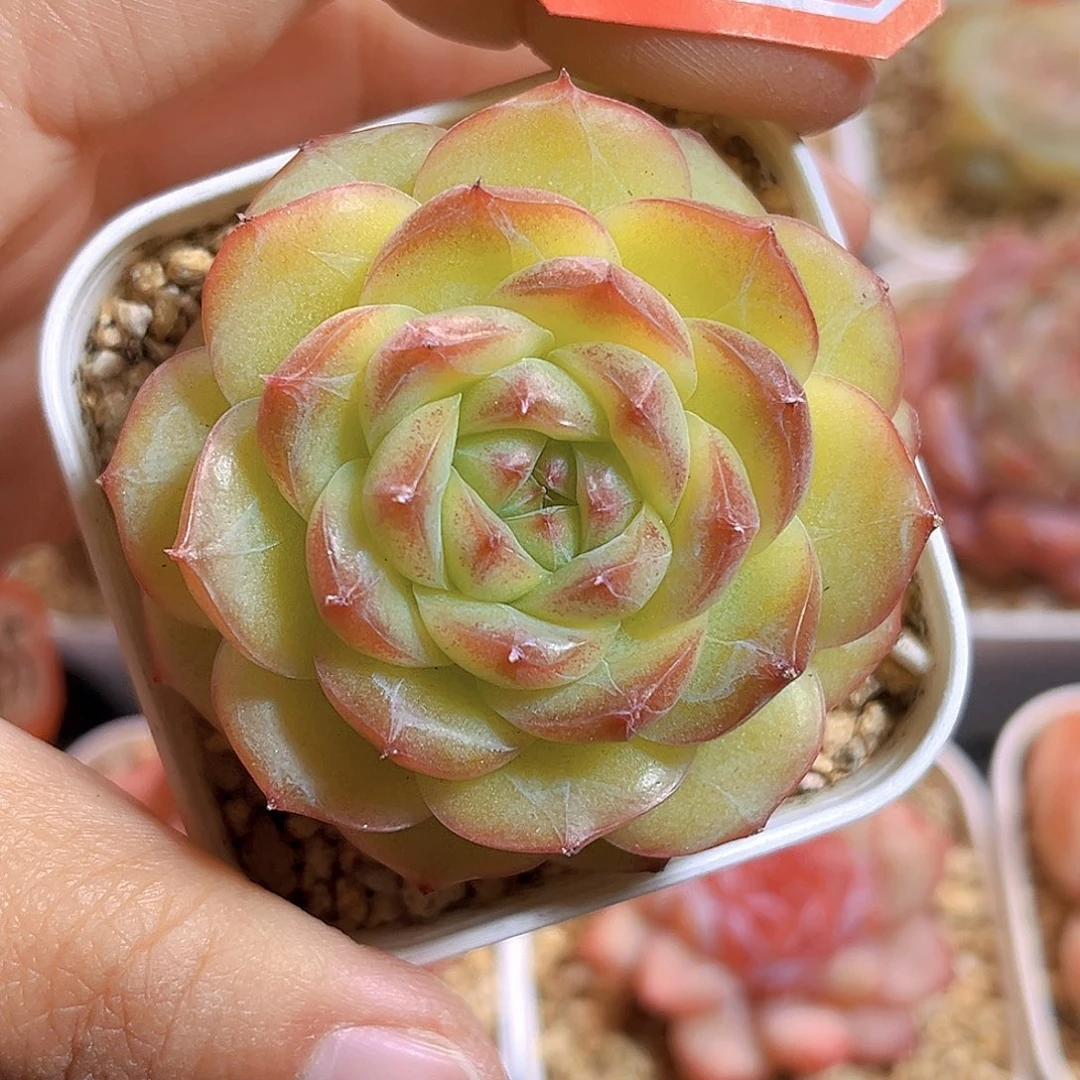 K565 新品珍妮 满18包邮