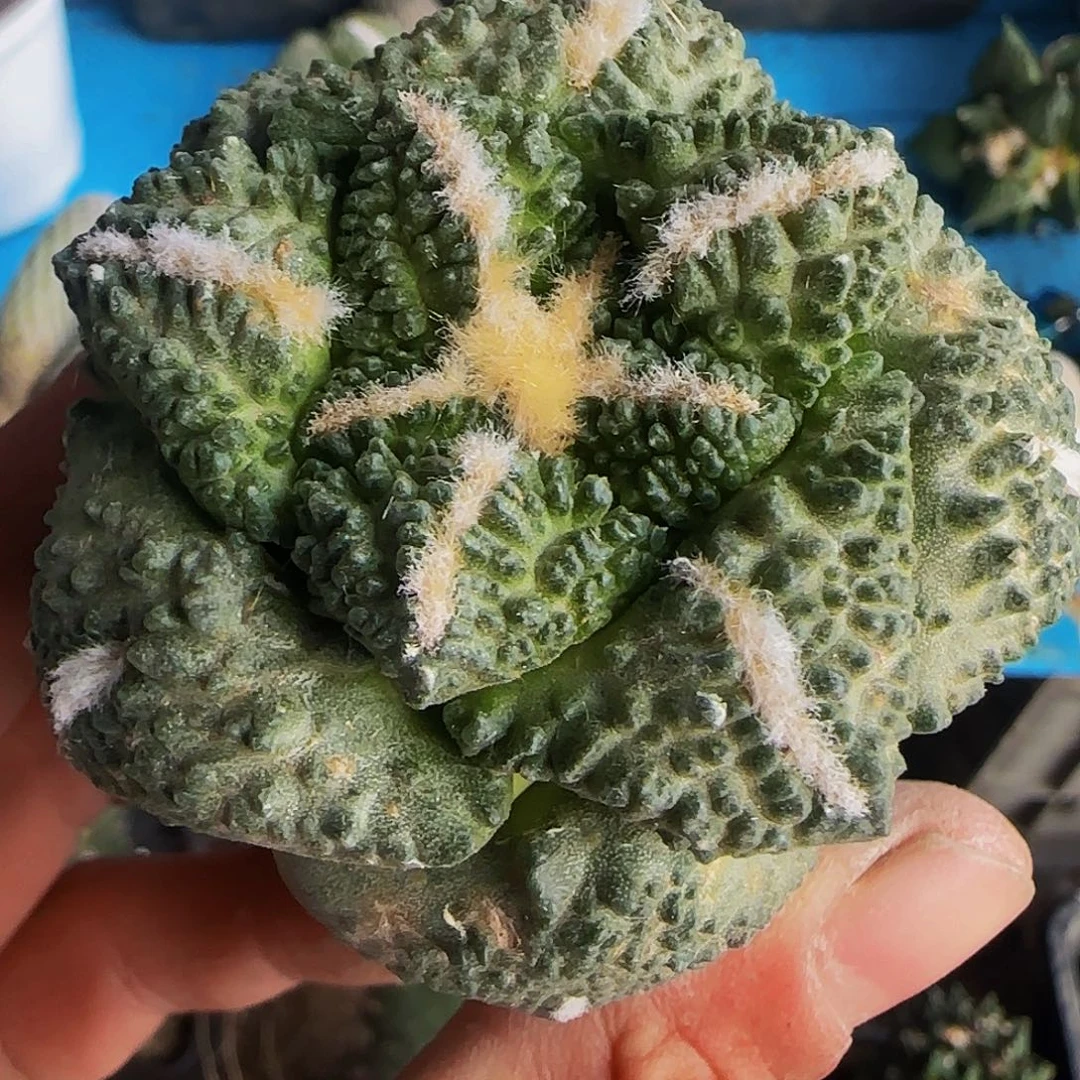 龟甲牡丹914。