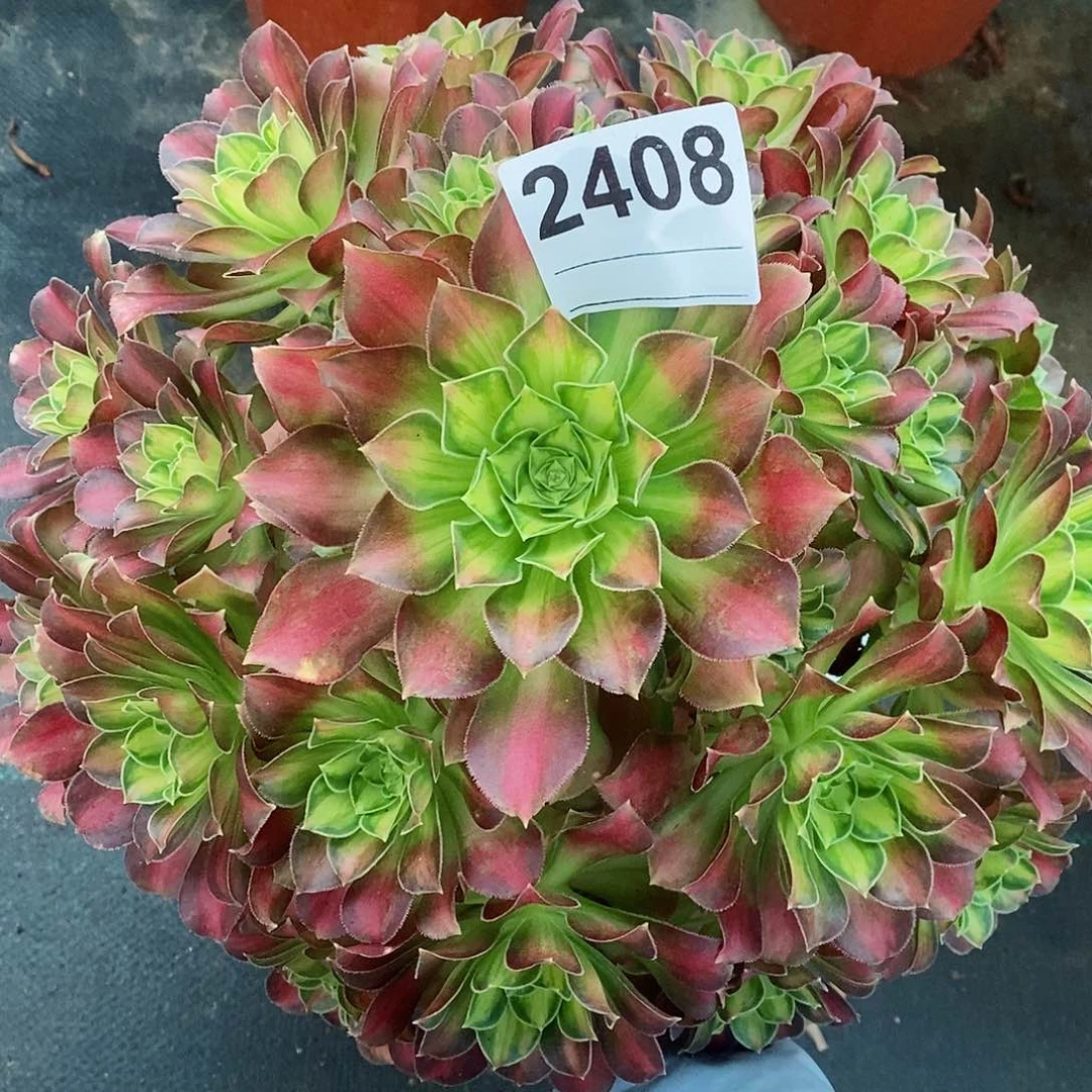 红陶2408韶华4多肉