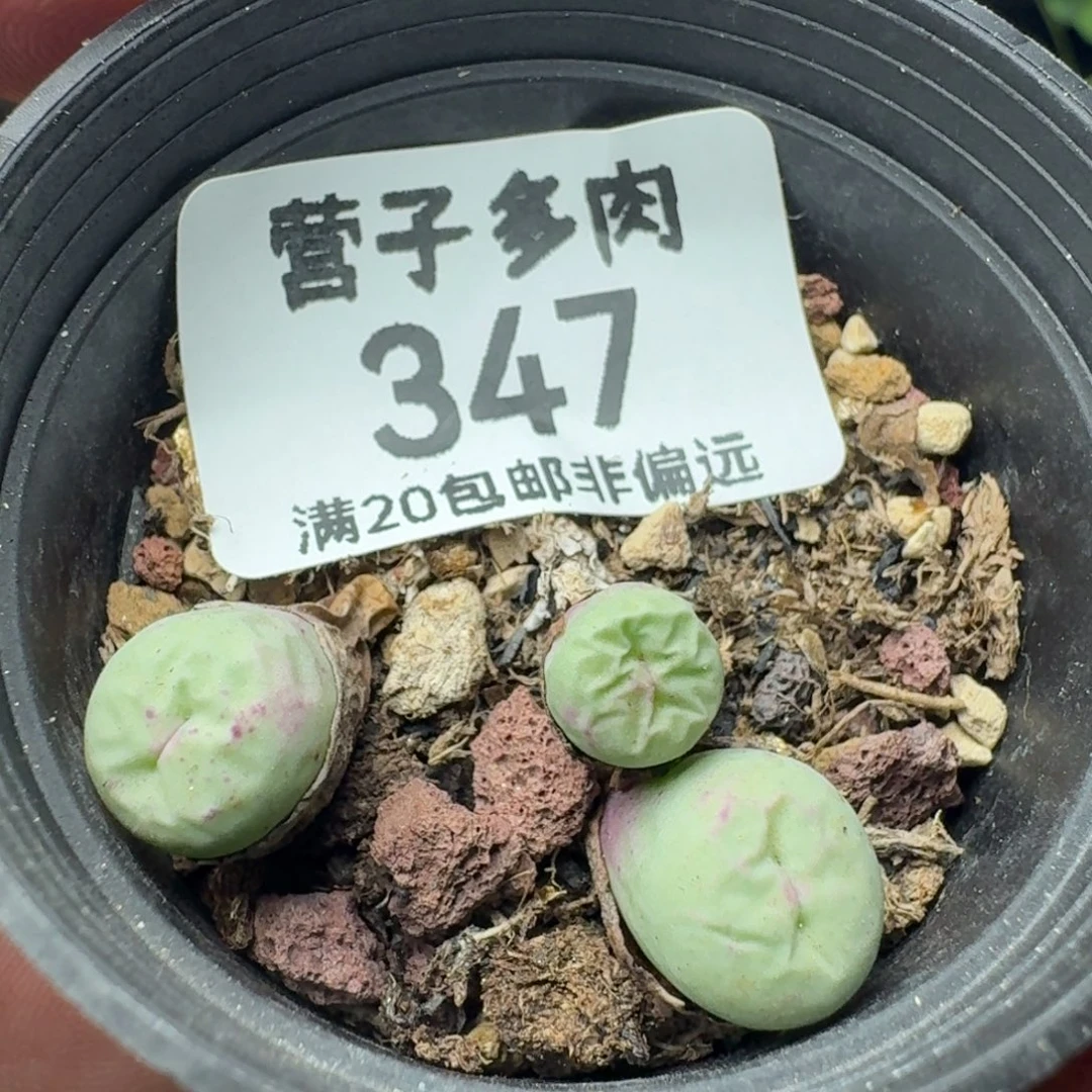贝特芬带盆土