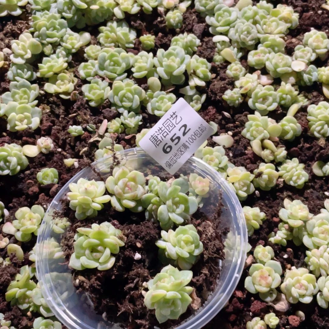 小***绪TH008一物一拍652.