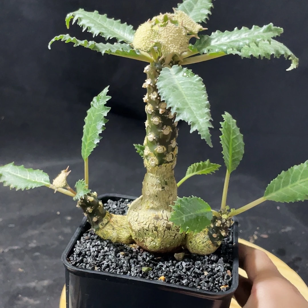 椰子琉桑老庄6666666666