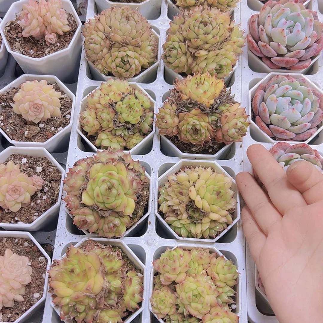 海王群19包邮多肉