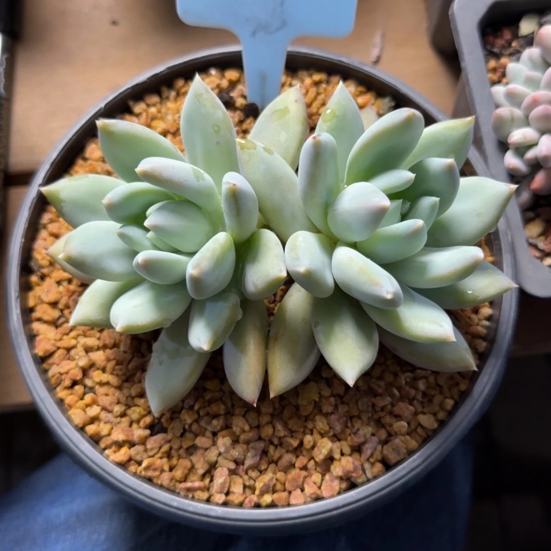 伊丽莎白11111111111111111111