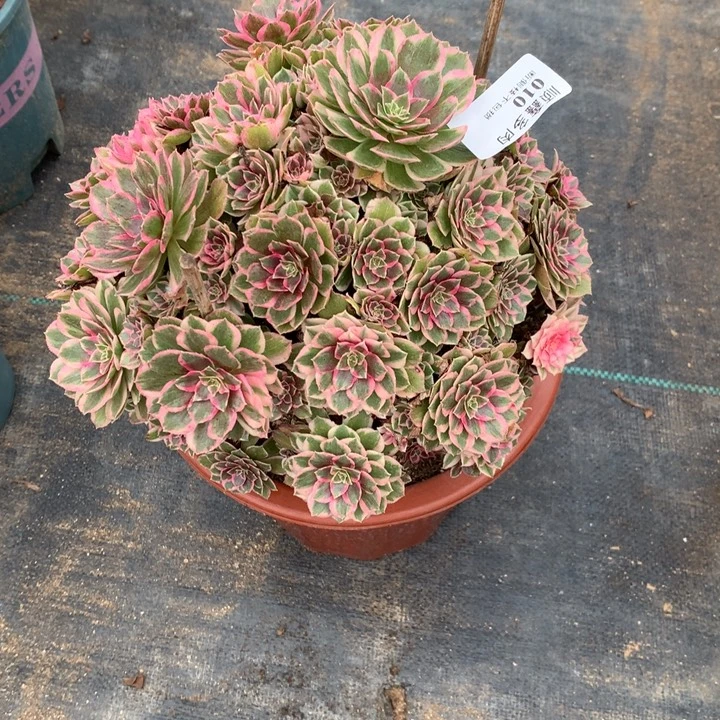 010孔雀翎多肉植物特价