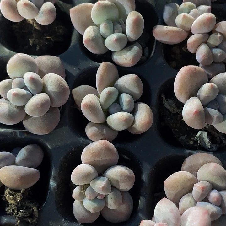 小香水1元带土发