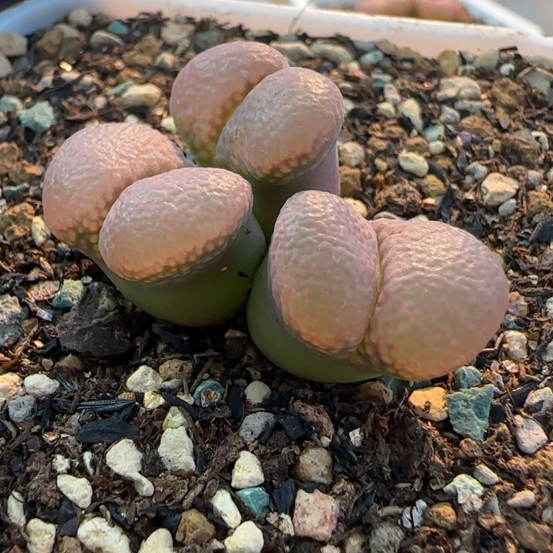 铛****猫多肉植物大翻窗38号（满38元包邮）