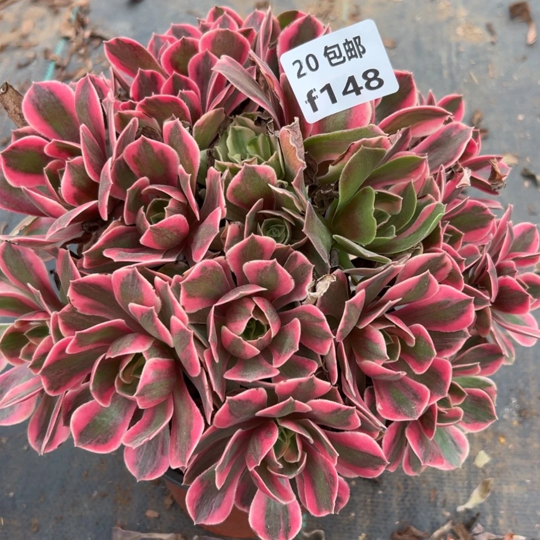 148女妖，多肉法师