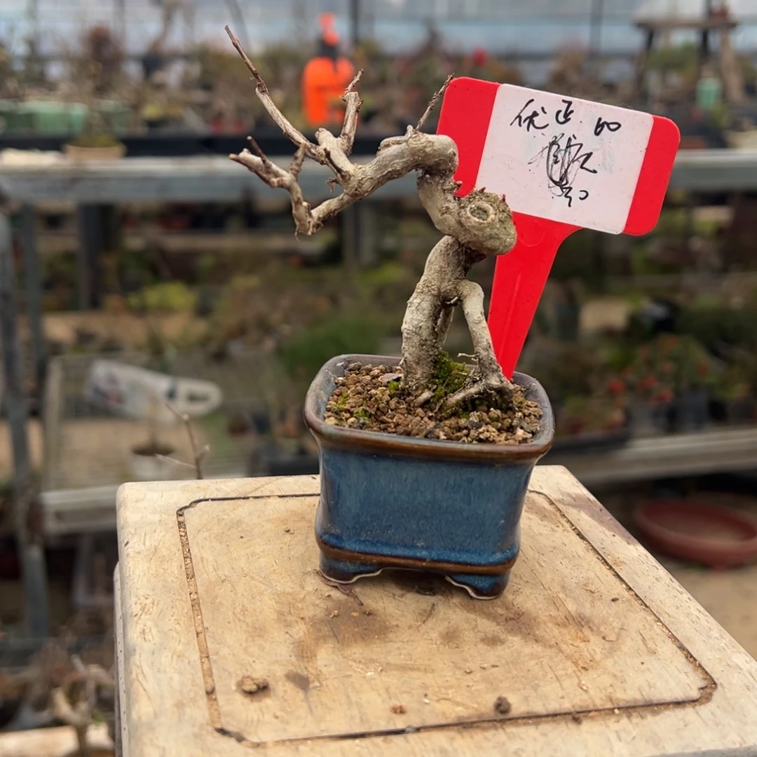 优***正无花朵石榴1213123