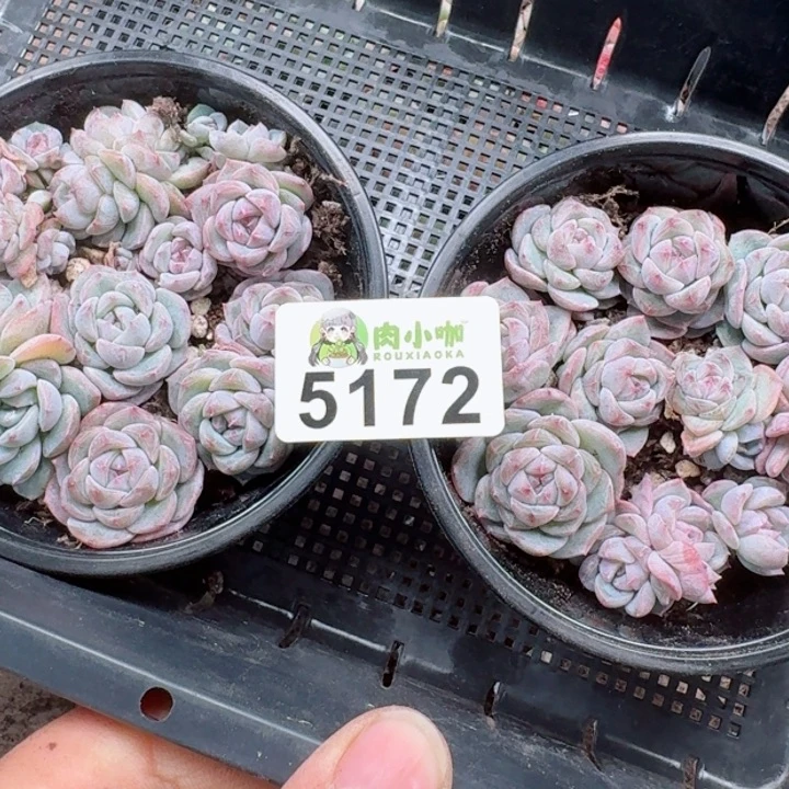 烟*。多肉植物多肉植物