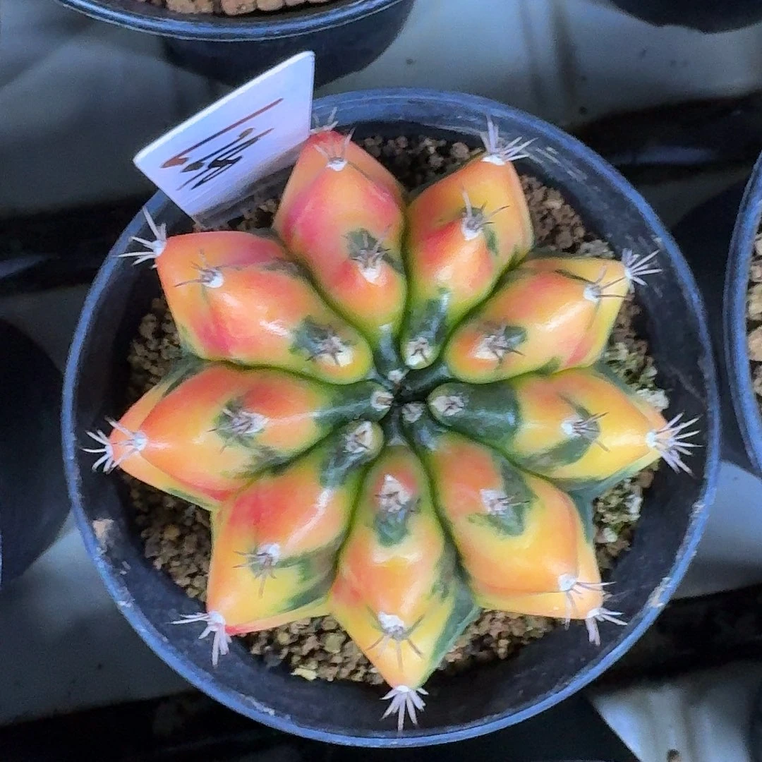 L240-1125广东发货 魔镜