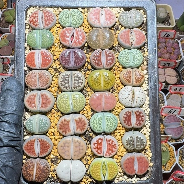 生石花112222。   136