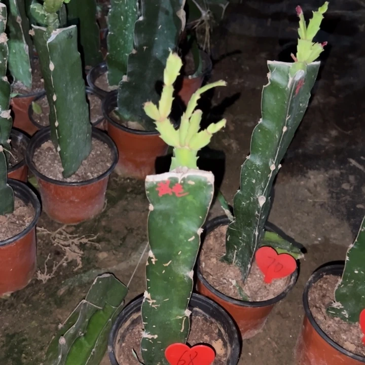 用***0当前无花栽培后可以开花黄羽毛68