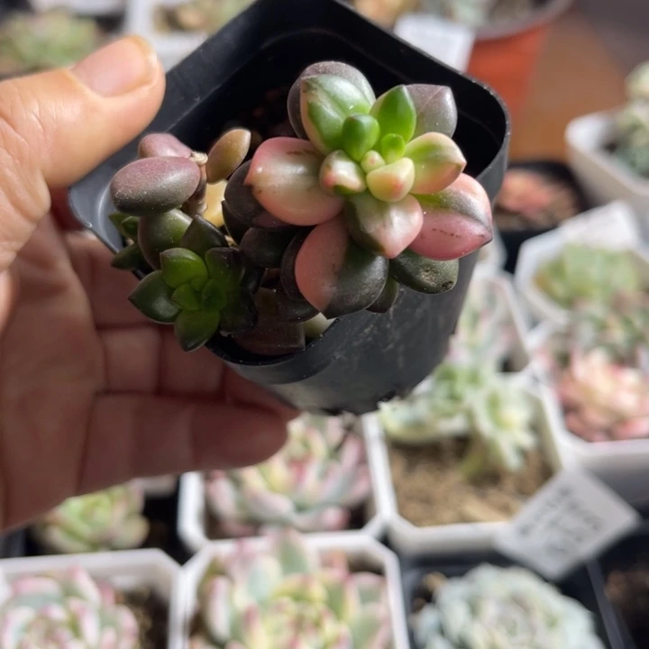 黑美人锦多肉植物650