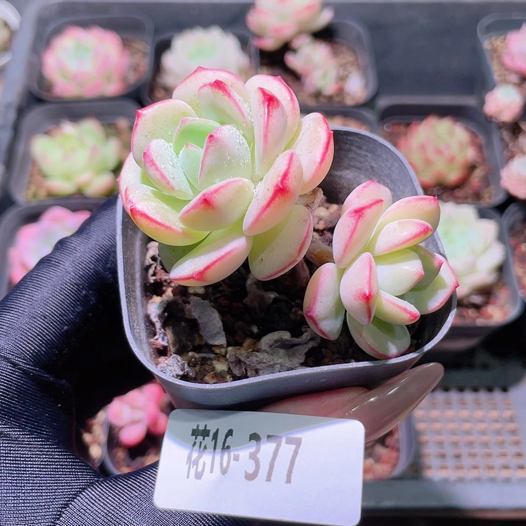 花利美16-377香草