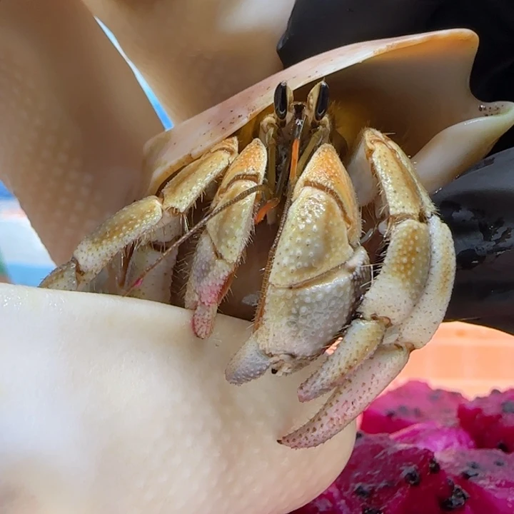 A39亚种红日2.5cm口径