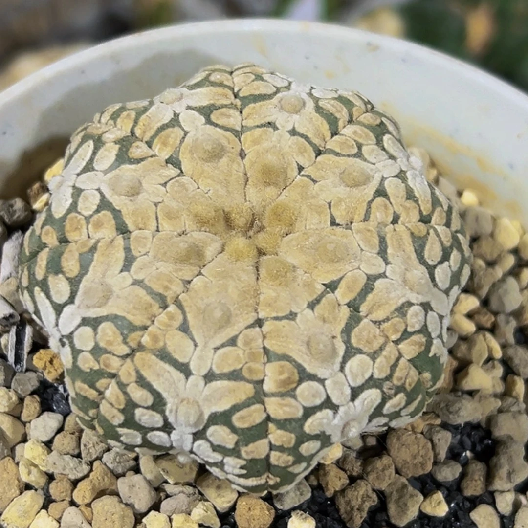 无花朵福利实生海星v兜164