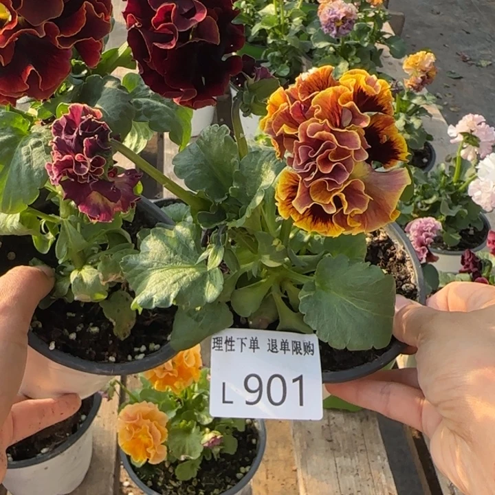 山***星无花朵L901两棵小苗默认苗晃零下5勿拍