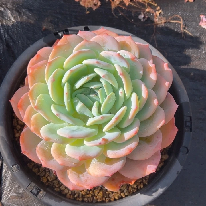 漫***喜漫漫 凤橙