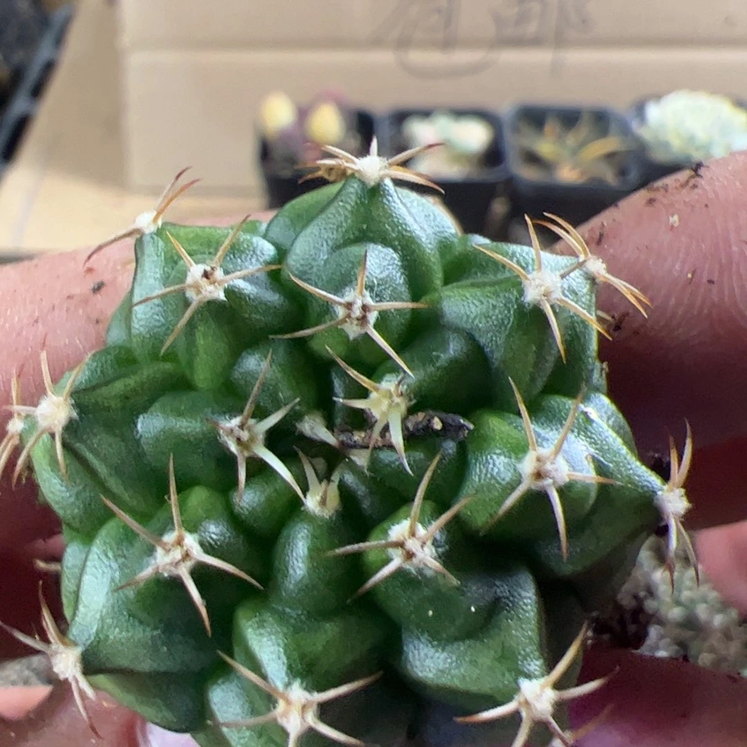 当前无花栽培后可以开花350