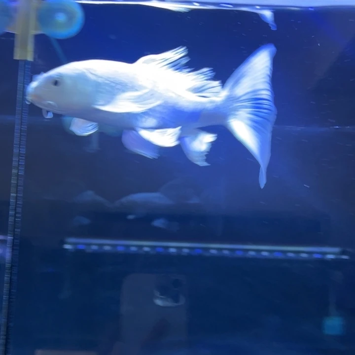 蝴蝶鲤我***Ahudieli