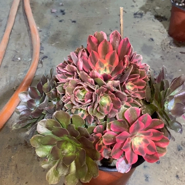 女妖多肉植物31。