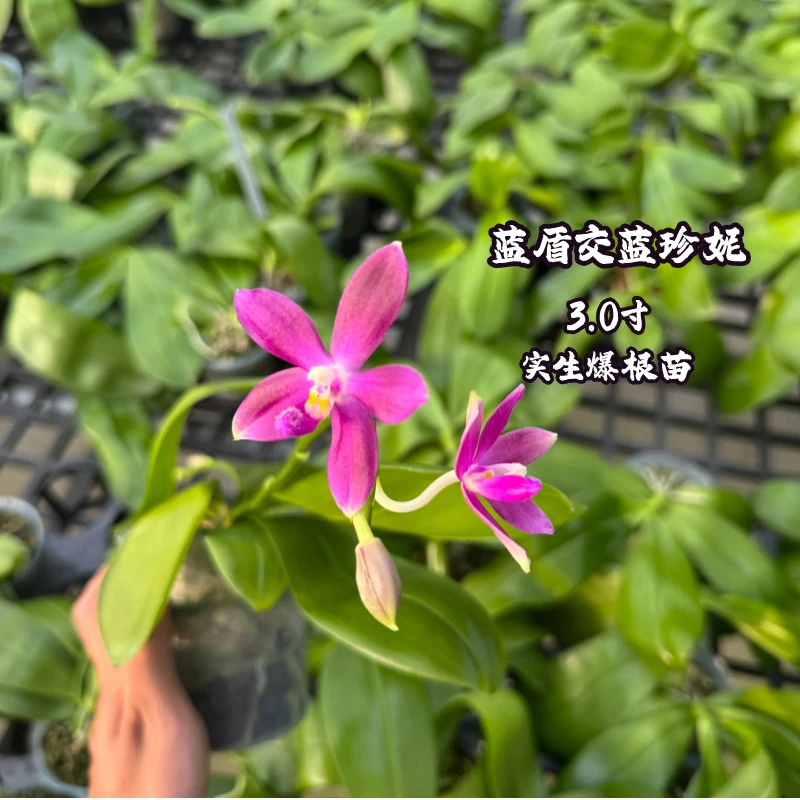 蓝盾交蓝珍妮3.0寸蝴蝶兰实生苗珍奇趣味原生蝴蝶兰大苗