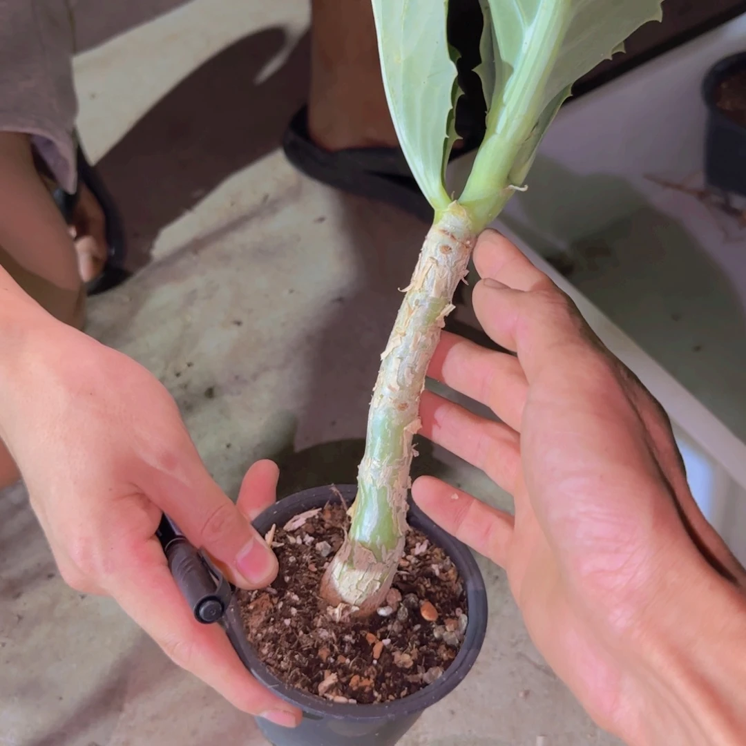 买***字块根植物块根植物